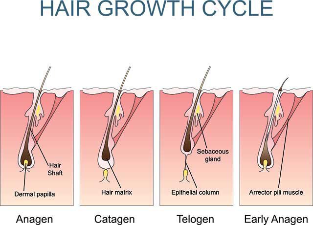 hair growth cycle